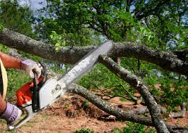 Organic Lawn Care Solutions in Fairview, NY
