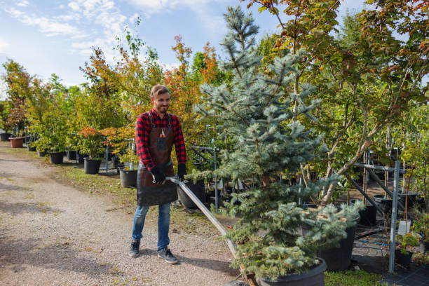 Best Arborist Consultation Services  in Fairview, NY