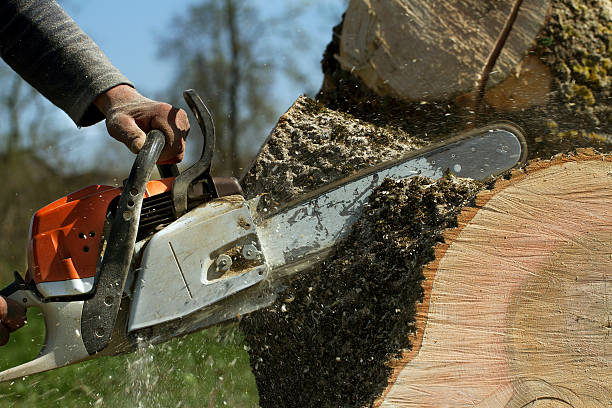 Best Tree Preservation Services  in Fairview, NY