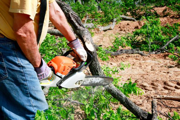 Best Weed Control  in Fairview, NY